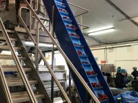 UPM Elevator conveyor transferring loose leaf product ; chillies ; and vegetables / fruit at a rate of 2000kgs/hr to a height of 5.8m for feeding a multi head weigher and bagger with pressure wash down specification.
