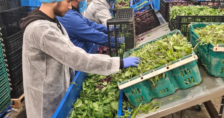 People loading food onto a conveyor belt