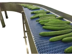 cucumbers on a conveyor